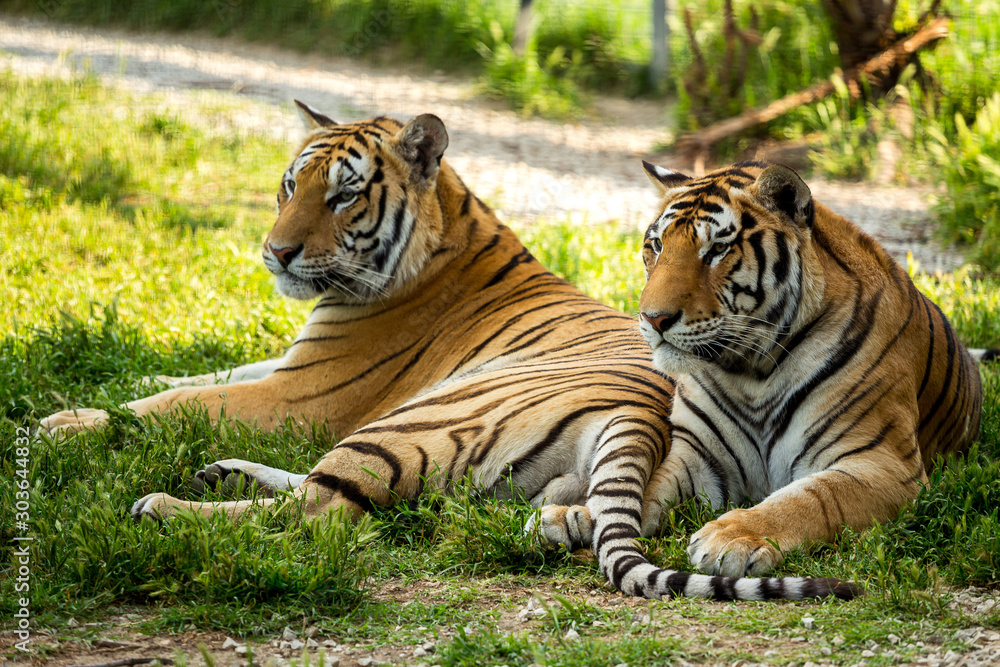 Obraz premium two tigers