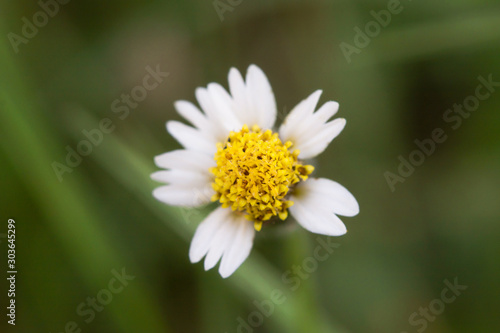 Coatbuttons  Mexican daisy  Tridax procumbens  Asteraceae  Wild Daisy on blur background.