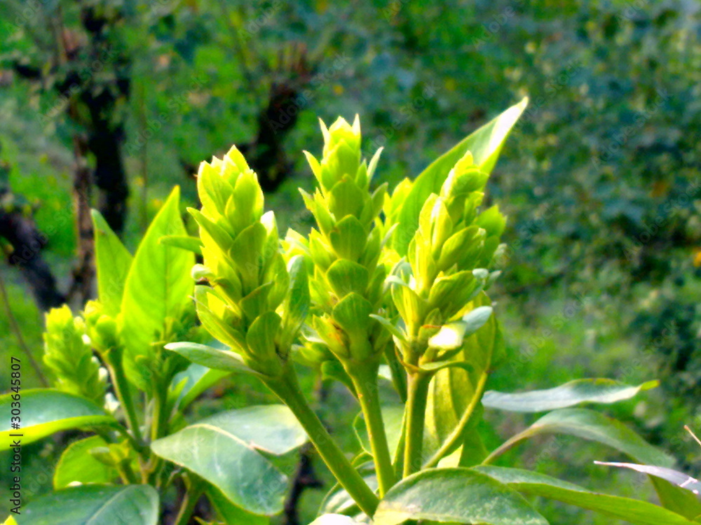Obraz premium Nature's Splendour