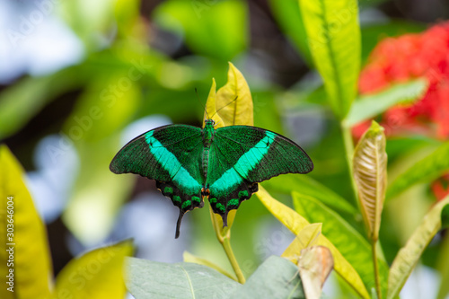 A Papolio Palinurus butterfly over a leaf with spread wings and a green out of focus background