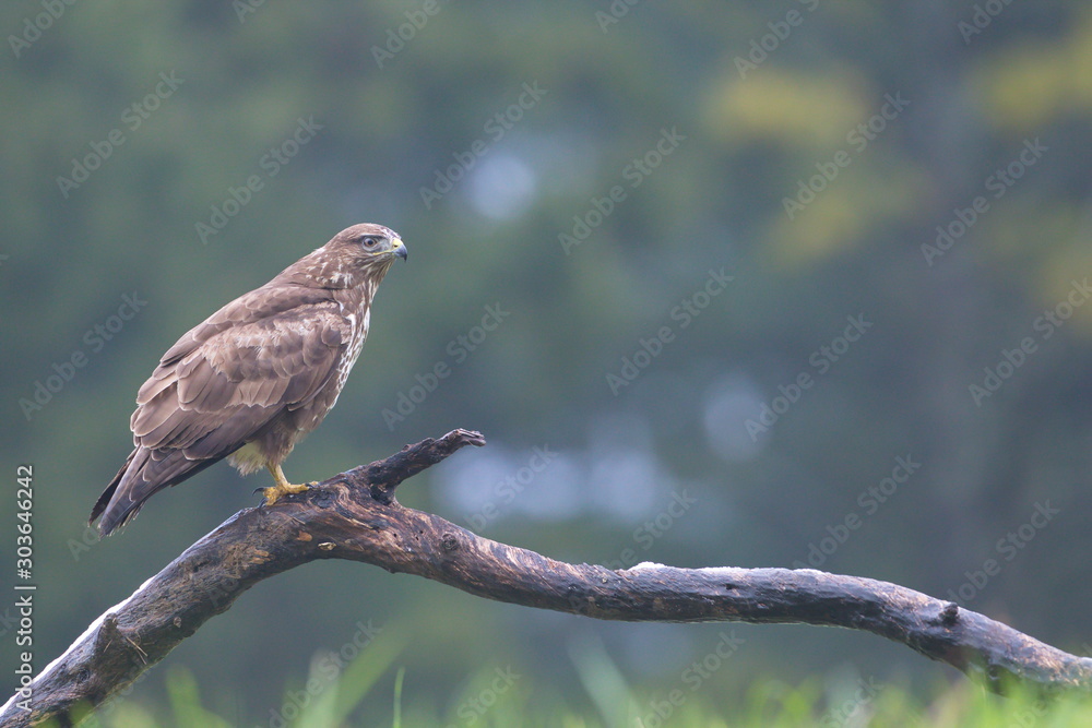 Common Buzard (Buteo buteo) in the field. Common Buzard (Buteo buteo) in the field.