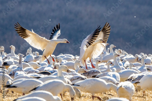 Snow Geese land in a grassy meadow to feed.