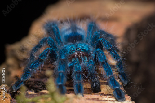 Blue tarantula resting on a wooden log