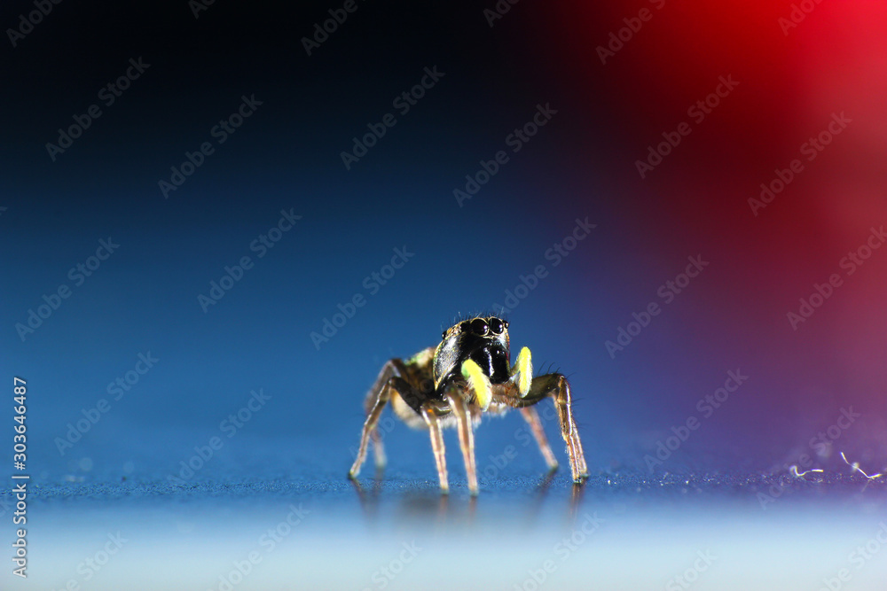 Fototapeta premium Jumping spider on blue and red background. (Heliophanus sp.)