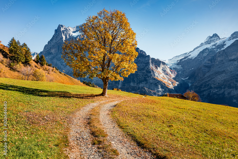 Fototapeta premium Golden tree on the Grindelwald village valley. Perfect morning view of Swiss Bernese Alps, Switzerland, Europe. Beauty of countryside concept background.