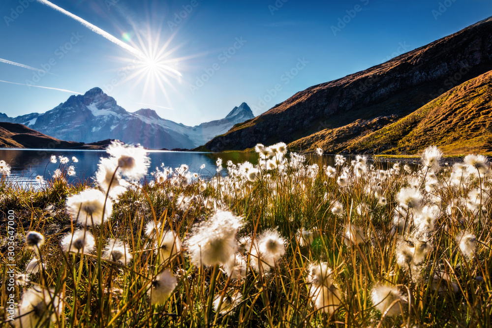 Wonderful morning scene of Bachalp lake / Bachalpsee with feather grass flowers. Stunning autunm scene of Swiss alps, Grindelwald, Bernese Oberland, Europe. Beauty of nature concept background.