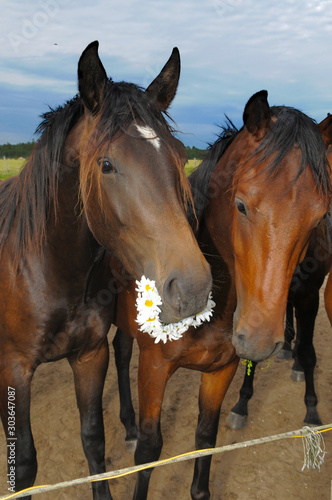horses eat a chamomile wreath