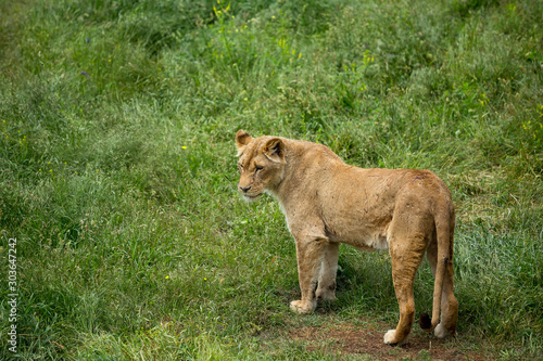 lioness on green grass