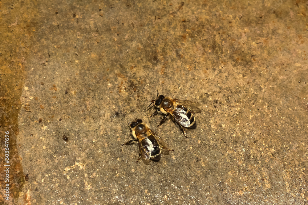Φωτογραφία Honigbienen trinken Wasser für den Bienenstock, Apis mellifera