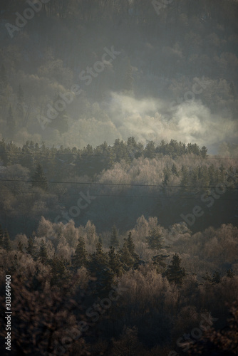 Selective focus photo. Aerial view to spruce trees at forest.