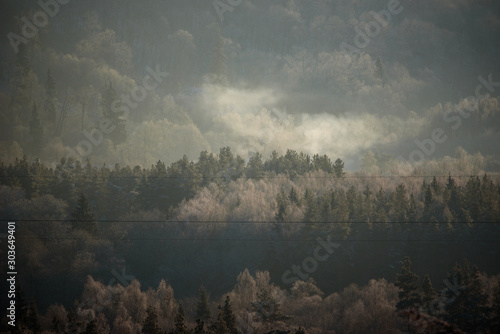 Selective focus photo. Aerial view to spruce trees at forest.