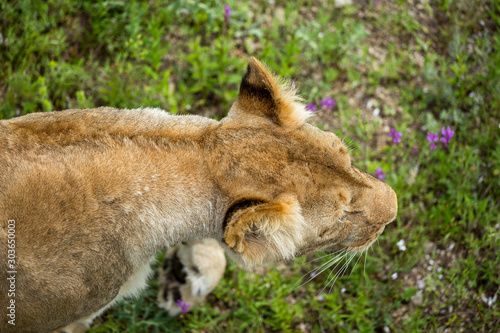 lioness on green grass, close up, top view