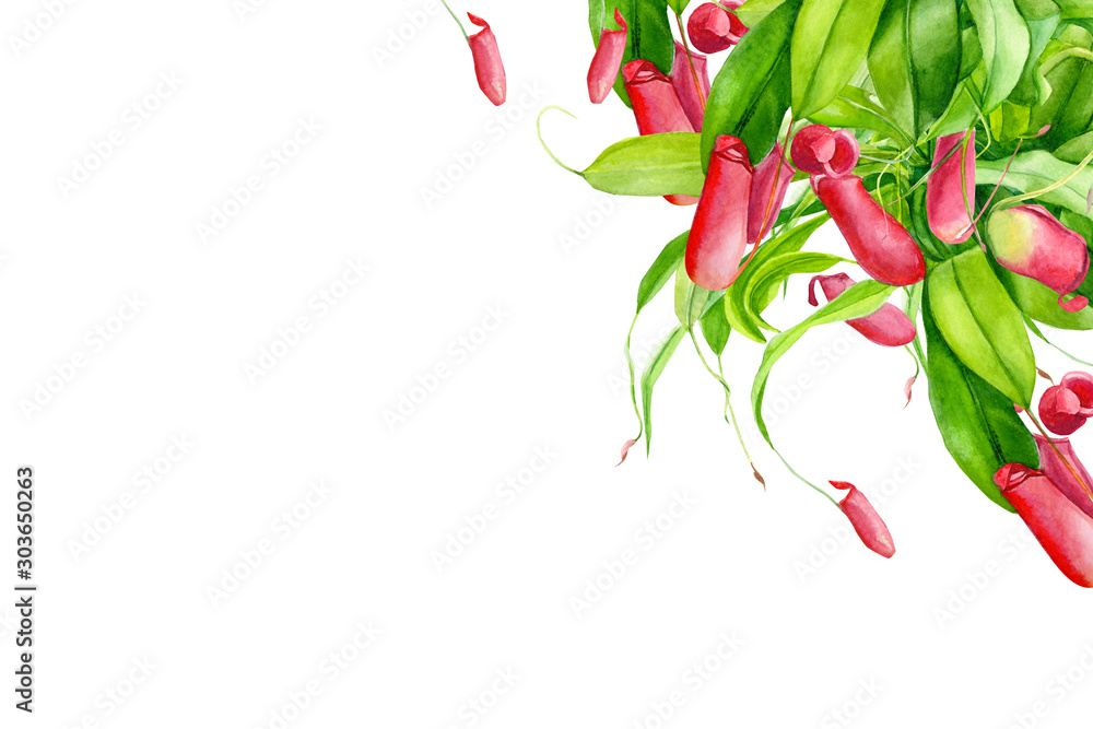 Φωτογραφία watercolor illustration, greeting card with place for text, hybrid plant of nepe