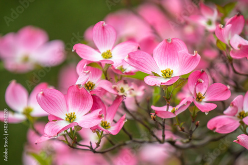 Dogwood (Cornus florida 'Cherokee Chief')