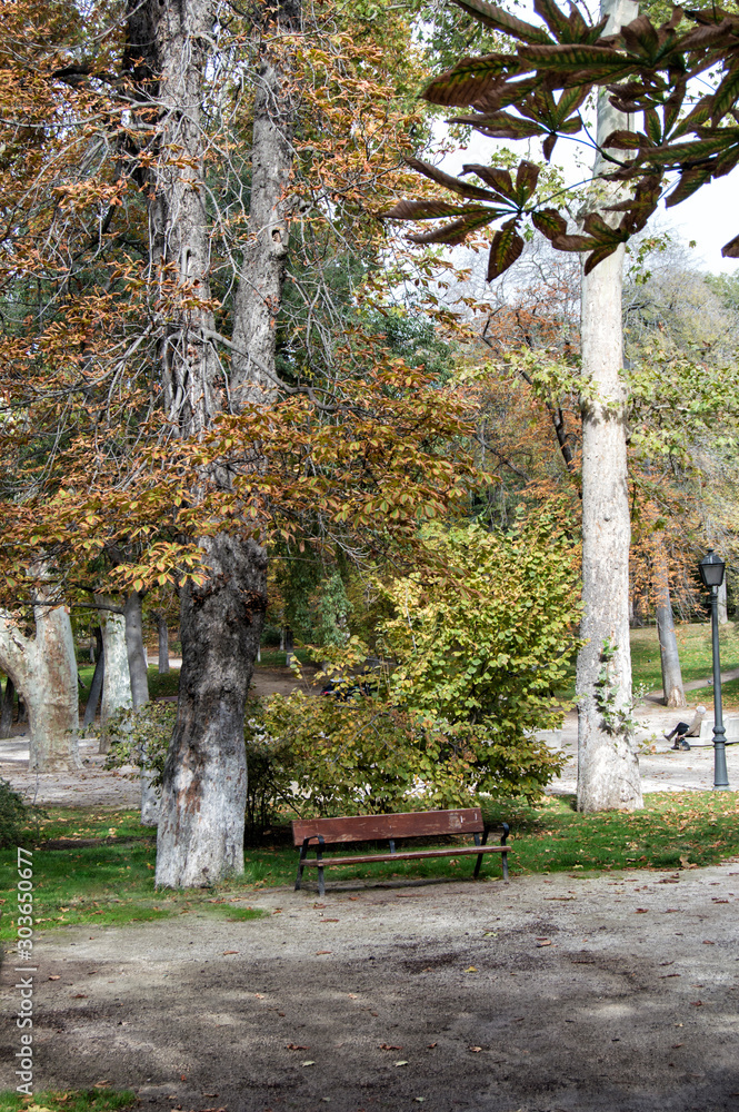 Trees and wooden bench in the Retiro park in Madrid. Spain Trees and wooden bench in the Retiro park in Madrid. Spain