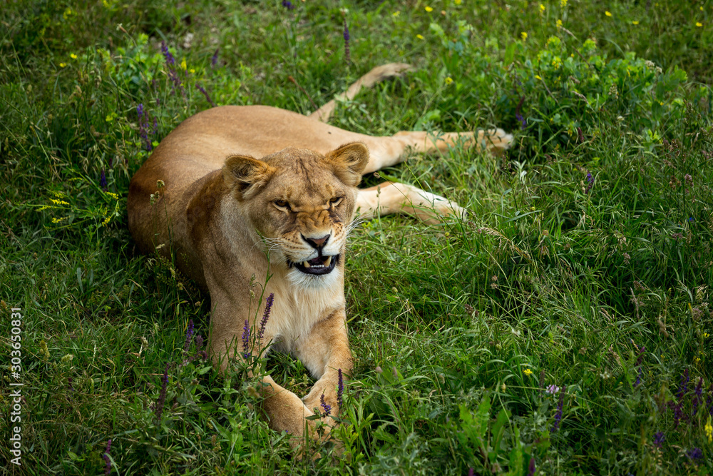 Obraz premium lioness on green grass