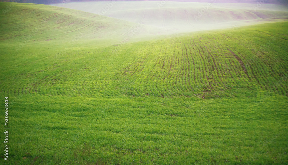 Obraz premium The field of young wheat. Background green grass