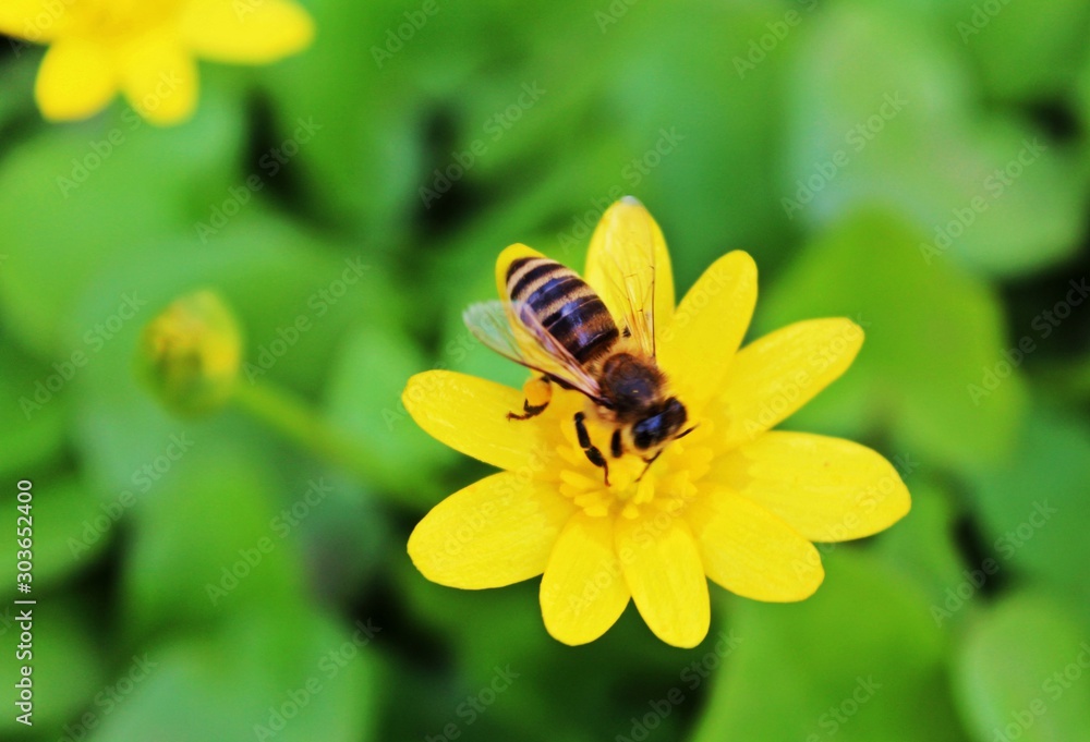 bee on a yellow flower bee on a yellow flower