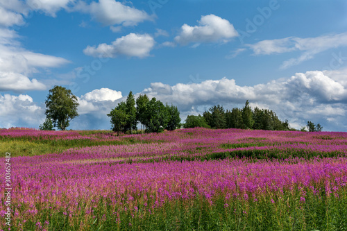 Fields of flowers. Pskov region. Russia