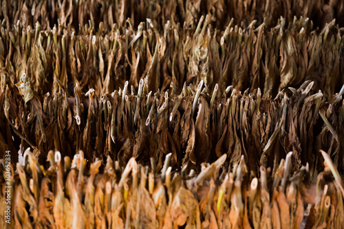 Tobacco leaves drying in Cuba photo