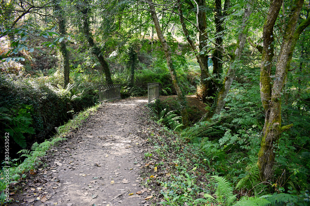 Obraz premium Souto da Retorta, also known as the Chavin eucalyptus, in Vivero, Galicia. Spain. Europe.