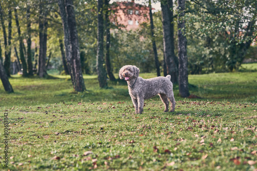 Young spanish water dog standing watching attentively