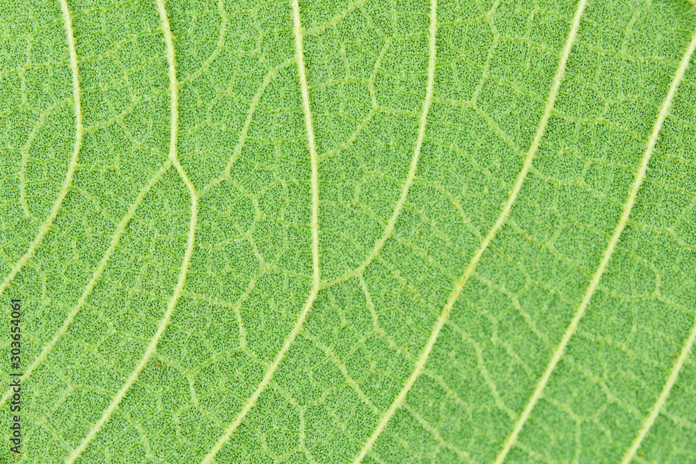Macro close-up green leaf texture background Macro close-up green leaf texture background