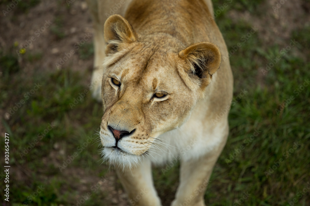 Obraz premium lioness on green grass, close up, top view