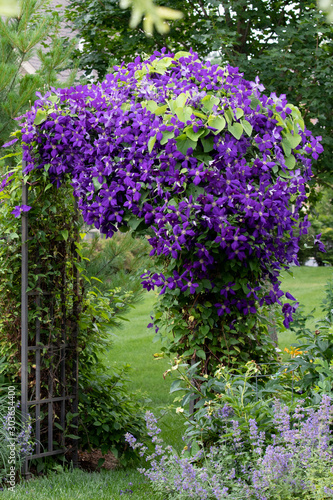 Obraz na płótnie A portrait view of Royal Purple Jackmanii Clematis cascading over a metal obelisk creates a dramatic flowering focal point in a lush summer planting