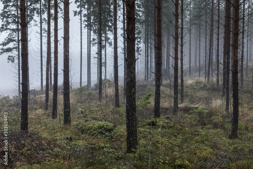 Forêt dans la brume, Finlande, Enonkoski © carol