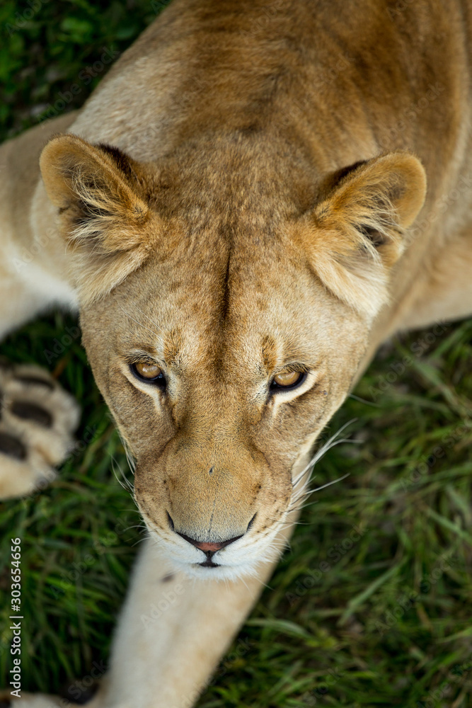 Fototapeta premium lioness on green grass, close up, top view