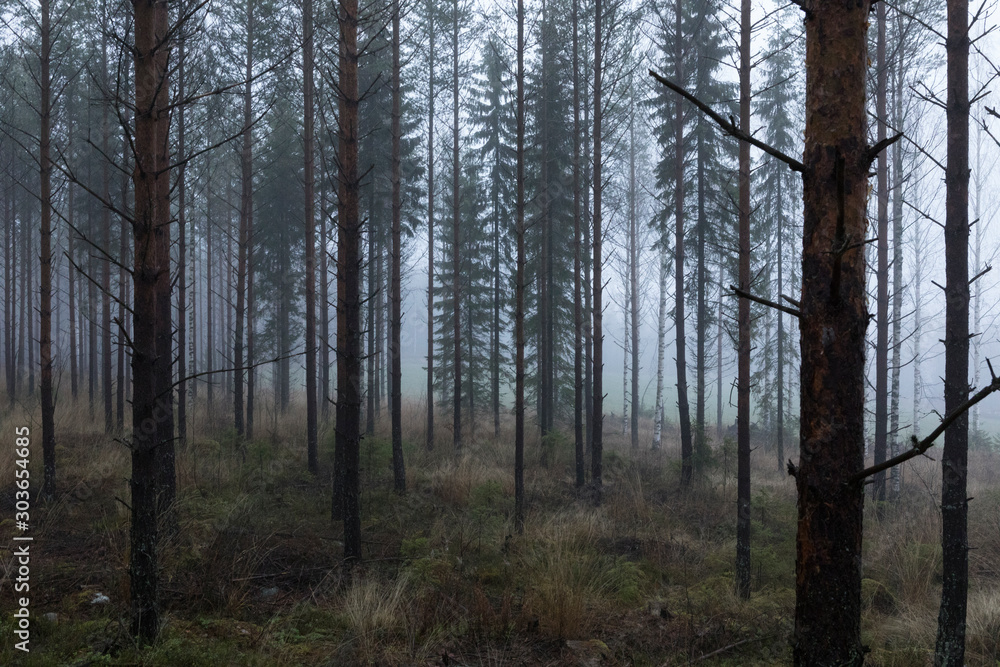 Forêt dans la brume, Finlande, Enonkoski Forêt dans la brume, Finlande, Enonkoski
