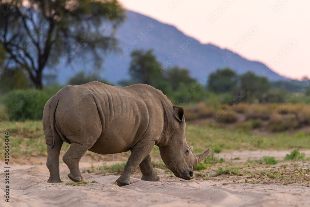 Fototapeta premium Breitmaulnashorn (Ceratotherium simum) in Namibia