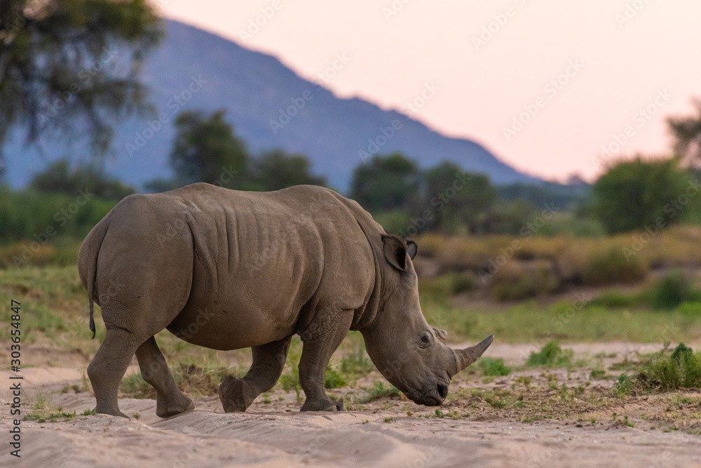 Breitmaulnashorn (Ceratotherium simum) in Namibia Breitmaulnashorn (Ceratotherium simum) in Namibia