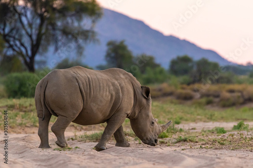 Breitmaulnashorn  Ceratotherium simum  in Namibia