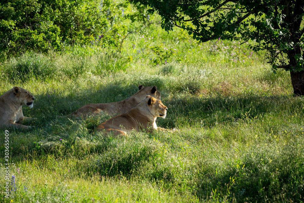 Naklejka premium lion with a lioness on the grass