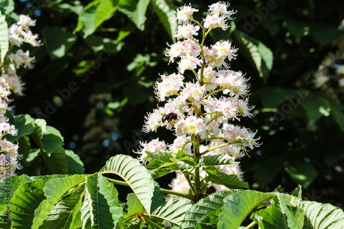 White and pink flowers of a chestnut tree closeup, blooming in a city park.