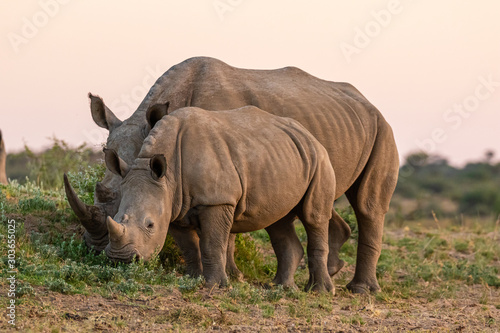 Breitmaulnashorn  Ceratotherium simum  in Namibia