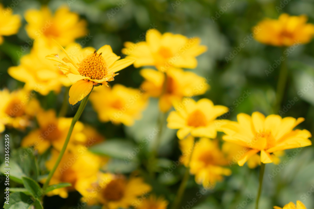 Spring meadow background. Little yellow flowers on tinted soft yellow and green background. Spring meadow background. Little yellow flowers on tinted soft yellow and green background.
