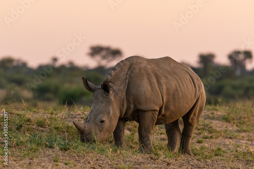 Breitmaulnashorn  Ceratotherium simum  in Namibia