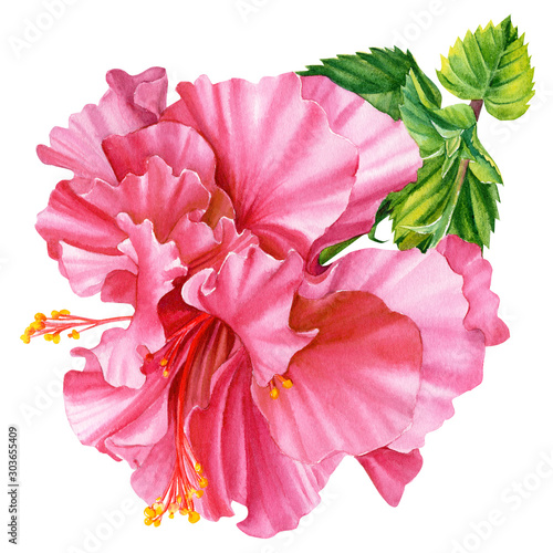 watercolor terry hibiscus on isolated white background photo