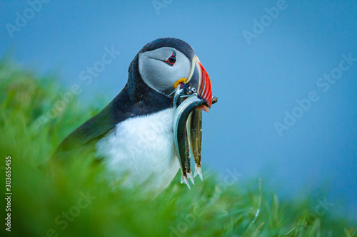 Papageitaucher (Fratercula arctica) in Island photo