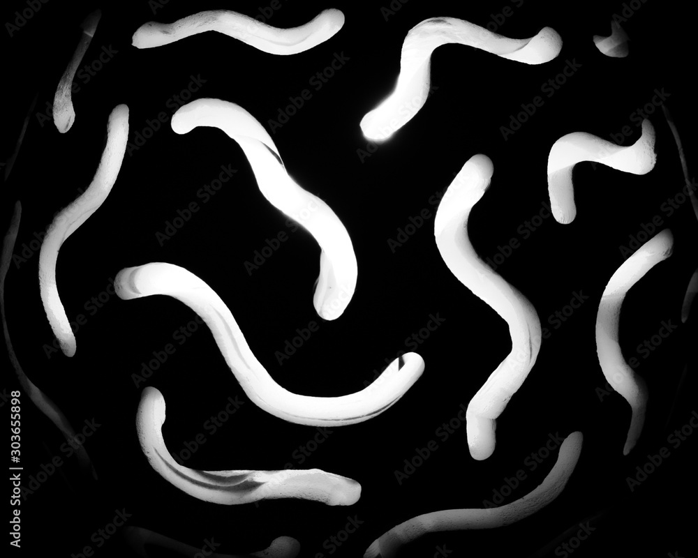light worms light worms