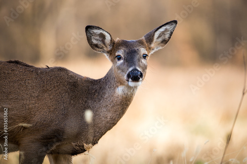 Obraz na plátně Whitetail deer up close