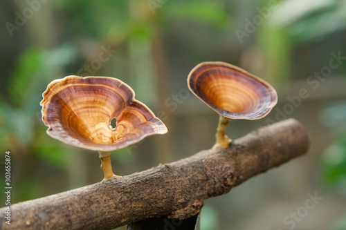 Brown mushroom Microporus xanthopus Fr. Kuntze on tree branch..