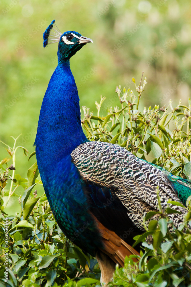 Fototapeta premium Blaue Pfau (Pavo cristatus)