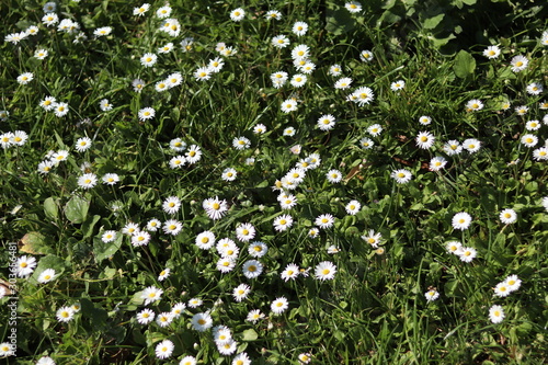 white flowers on green background