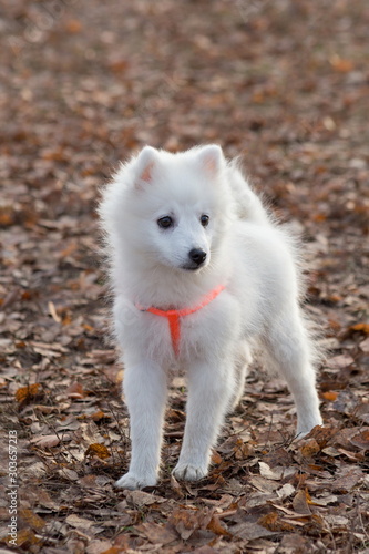 Cute japanese spitz puppy in beautiful dog collar is standing in the autumn park. Pet animals. © tikhomirovsergey