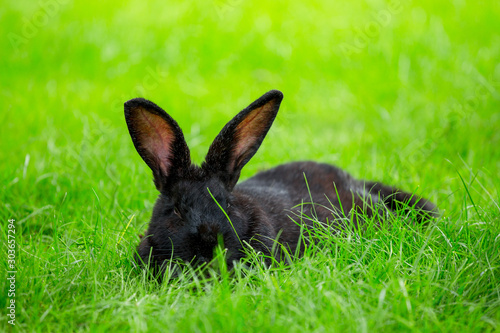 black bunny in green grass