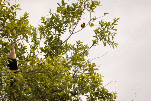 Aninga lectures orange backed troupial photo